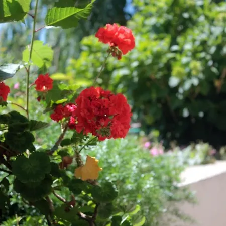 With A Parking Space Srebreno, Dubrovnik - 8828 Apartament *