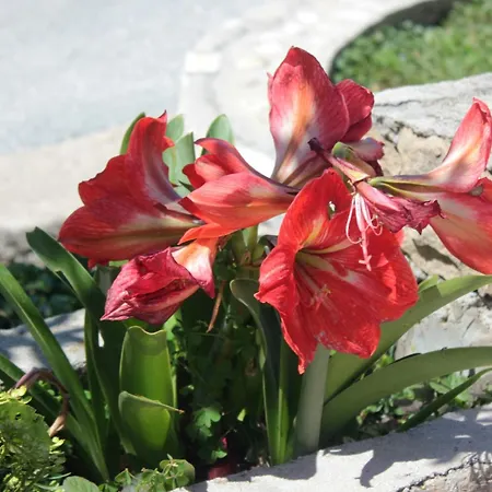 Apartament With A Parking Space Srebreno, Dubrovnik - 8828