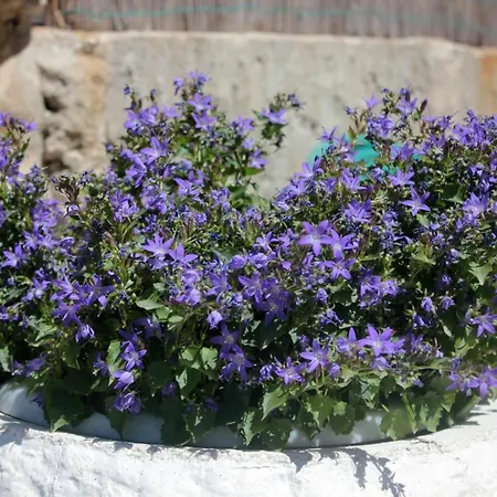 With A Parking Space Srebreno, Dubrovnik - 8828 Διαμέρισμα Mlini