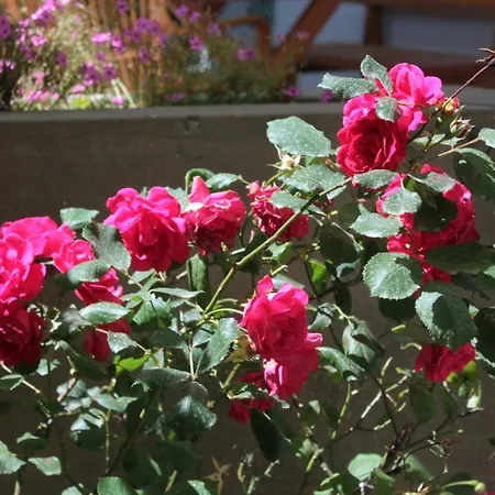 Apartman With A Parking Space Srebreno, Dubrovnik - 8828 Mlini