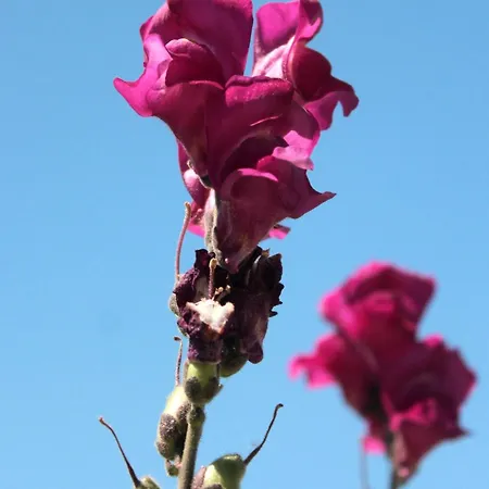 With A Parking Space Srebreno, Dubrovnik - 8828 Διαμέρισμα