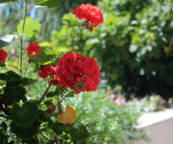 With A Parking Space Srebreno, Dubrovnik - 8828 شقة *