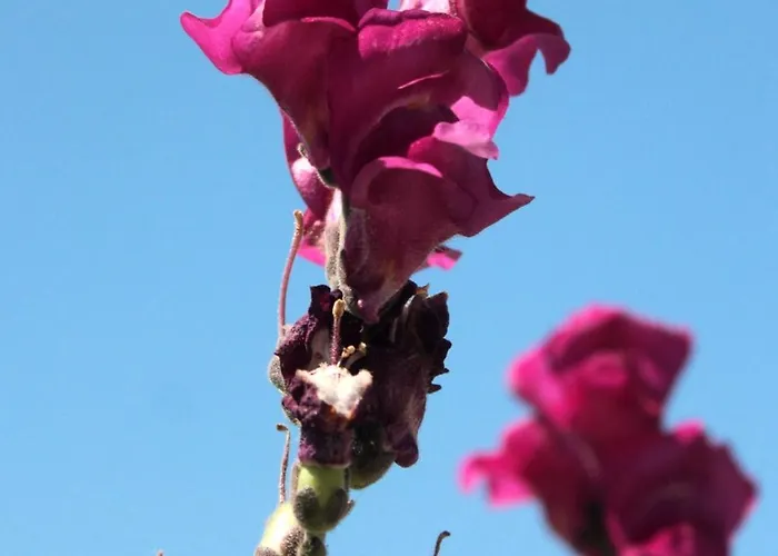 With A Parking Space Srebreno, Dubrovnik - 8828 شقة