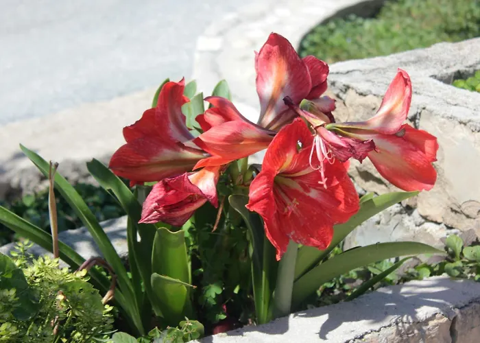 شقة With A Parking Space Srebreno, Dubrovnik - 8828